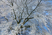 Hoar frost coating branches of  Beech tree (Fagus sylvatica). West Woods, Compton Abbas, Dorset, England, UK, December.
