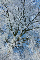 Hoar frost coating branches of  Beech tree (Fagus sylvatica) West Woods, Compton Abbas, Dorset, England, UK, December.
