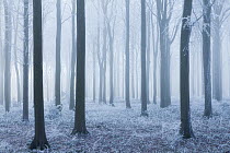 Beech (Fagus sylvatica) woodland in mist and frost. West Woods, Compton Abbas, Dorset, England, UK, December.
