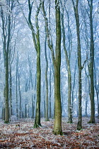 Beech (Fagus sylvatica) woodland in mist and frost. West Woods, Compton Abbas, Dorset, England, UK, December.