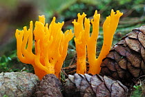 Yellow Antler Fungus (Calocera viscosa). Bolderwood, New Forest National Park, Hampshire, England, UK, October. Did you know? There are more than 3,000 fungus species in the UK, and autumn is the best...