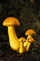 Spectacular Rustgill (Gymnopilus junonius) mushrooms. Ebernoe Common, West Sussex, England, UK, October.