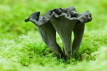 Horn of Plenty / Black Chanterelle (Craterellus cornucopioides) mushroom. Ebernoe Common, West Sussex, England, UK, October.