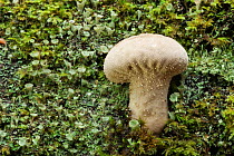 Puffball Fungus (Lycoperdon perlatum). Bolderwood, New Forest National Park, Hampshire, England, UK, November.