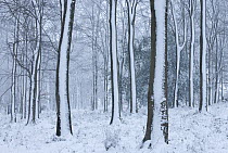 Snow-covered Beech (Fagus sylvatica) woodland. West Woods, Compton Abbas, Dorset, England, UK, December.