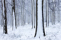 Snow-covered Beech (Fagus sylvatica) woodland. West Woods, Compton Abbas, Dorset, England, UK, December.