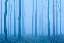 Beech (Fagus sylvatica) woodland in winter mist. West Woods, Compton Abbas, Dorset, England, UK, December.