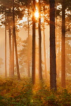 Sunrise in coniferous woodland. Gore Heath, Dorset, England, UK, September.