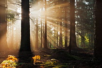 Dawn in Bolderwood with mist and rays of sunlight. New Forest National Park, Hampshire, England, UK, September. Did you know? 90% of the New Forest is still owned by the Crown.