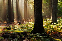 Dawn in Bolderwood with mist and rays of sunlight. New Forest National Park, Hampshire, England, UK, September.