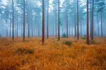 Fog in coniferous forest at Bolderwood. New Forest National Park, Hampshire, England, UK, November.