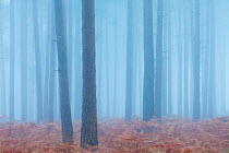 Fog in coniferous forest at Bolderwood. New Forest National Park, Hampshire, England, UK, November.