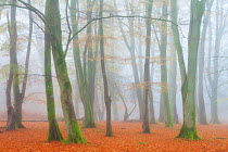Beech woodlands in mist. Bolderwood, New Forset National Park, Hampshire, England, UK, November.