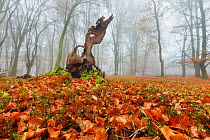 Beech woodland Bolderwood. New Forest National Park, Hampshire, England, UK, November.