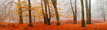 Beech woodland. Bolderwood, New Forest National Park, Hampshire, England, UK, November.