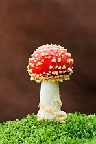 Fly Agaric (Amanita muscaria) toadstool. New Forest National Park, Hampshire, England, UK, November.