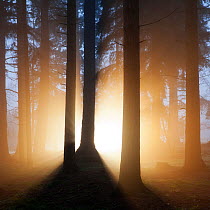 Sun shining through mist in woodland at dawn. Bolderwood, New Forest National Park, Hampshire, England, UK, November.