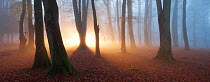 Mist in deciduous woodland at dawn. Bolderwood, New Forest National Park, Hampshire, England, UK, November.