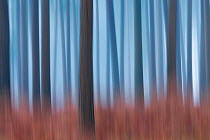 Soft focus Woodland abstract - Coniferous forest at Bolderwood, New Forest National Park, Hampshire, England, UK, November. Did you know? In 1100 AD King William II was shot with an arrow by one of hi...