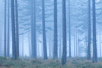 Coniferous forest in mist at Bolderwood. New Forest National Park, Hampshire, England, UK, November.