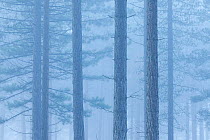 Coniferous trees in mist at Bolderwood. New Forest National Park, Hampshire, England, UK, November.
