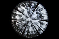 Fisheye view of coniferous forest at Bolderwood. New Forest National Park, Hampshire, England, UK, November, looking like section through tree trunk