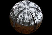 Fisheye view of coniferous forest at Bolderwood. New Forest National Park, Hampshire, England, UK, November, looking like a globe.