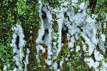 Slime mould (Ceratiomyxa fructiculosa) Bolderwood, New Forest National Park, Hampshire, England, UK, November.