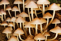 Mushrooms (Mycena inclinata). Bolderwood, New Forest National Park, Hampshire, England, UK, November.