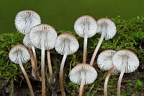 View of mushroom (Mycena inclinata) gills. Bolderwood, New Forest National Park, Hampshire, England, UK