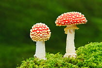Fly Agaric (Amanita muscaria) toadstools. New Forest National Park, Hampshire, England, UK, November. Did you know? Although Fly agaric is famous for its spots, these can actually be washed off by the...