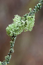 Lichen covered branch. Northumberland, England, UK, March.