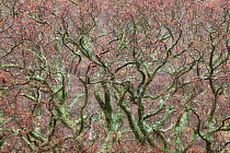 Lichen covered tree branches. New Forest National Park, Hampshire, England, UK, March.