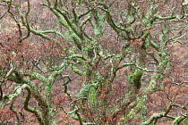 Lichen covered oak tree branches. Northumberland National Park, England, UK, March.