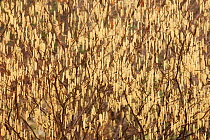 Mass of Hazel Catkins (Corylus avellana). New Forest National Park, Hampshire, England, UK, March.