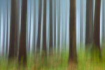 Abstract image of coniferous woodland with in-camera motion blur. New Forest National Park, Hampshire, England, UK, March.