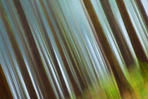 Abstract image of coniferous woodland with in-camera motion blur. New Forest National Park, Hampshire, England, UK, March.
