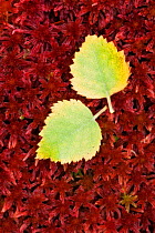 Fallen Silver Birch (Betula pendula) leaves on Sphagnum Moss (Sphagnum capillifolium). Glen Etive, Scotland, UK.