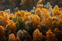 Birch woodland in autumn. Loch Tummel, Perthshire, Scotland.