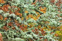 Lichen covered branches in canopy of Oak woodland. Perthshire, Scotland, UK.