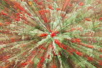Abstract zoom burst of Rowan tree (Sorbus aucuparia) covered in berries and lichen. Perthshire, Scotland, UK.