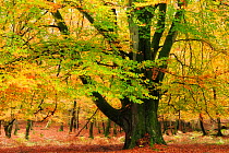 Mature Beech tree (Fagus sylvatica) with autumn leaves, Bolderwood, New Forest National Park, Hampshire, England, UK, October.