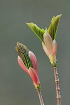 Sycamore (Acer pseudoplatanas) leaf unfurling in spring. New Forest, Hampshire, England, UK, March.