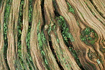 Patterns on decaying oak stump. Bolderwood, New Forest National Park, Hampshire, England, UK, March.