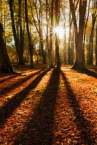 Sunrise through deciduous woodland with beech trees (Fagus sylvatica) casting long shadows. Bolderwood, New Forest National Park, Hampshire, England, UK, August.