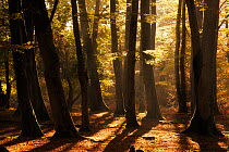 Sunrise through deciduous woodland with beech trees. Bolderwood, New Forest National Park, Hampshire, England, UK, October.