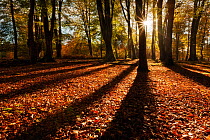 Sunrise through deciduous woodland with beech trees casting long shadows. Bolderwood, New Forest National Park, Hampshire, England, UK, October. Did you know? There are 20 million visitors to the New...
