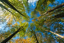 Looking up into the canopy of a Beech forest. Bolderwood, New Forest National Park, Hampshire, England, UK, October.