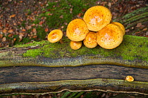 Toadstools growing from falled trunk. New Forest National Park, Hampshire, UK, October.