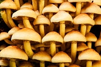 Sulphur Tuft (Hypholoma fasciculare) toadstools. Bolderwood, New Forest National Park, Hampshire, England, UK, October. Did you know? Only about 5% of all fungi have been formally classified.